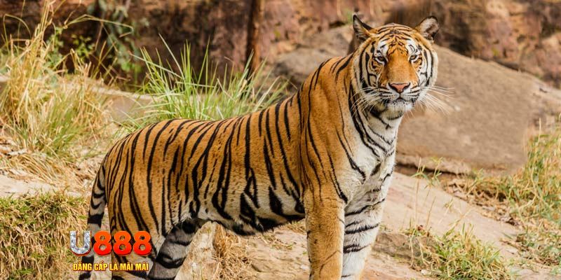 33wib xổ số bình thuận