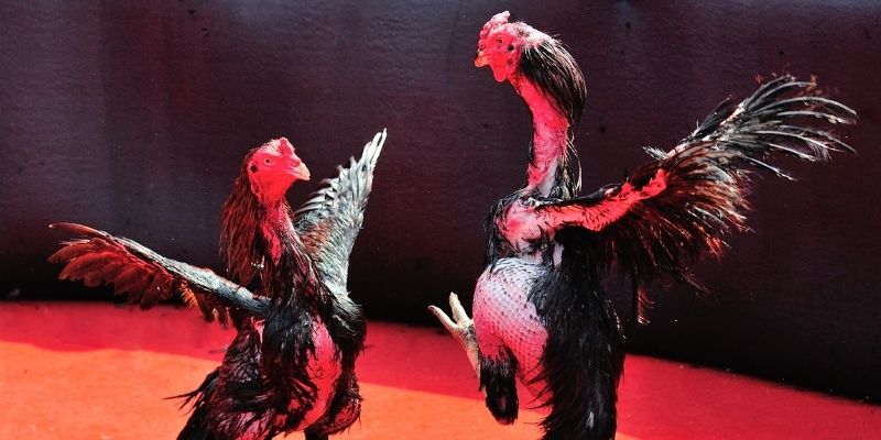 33wib thị trường baccarat là gì