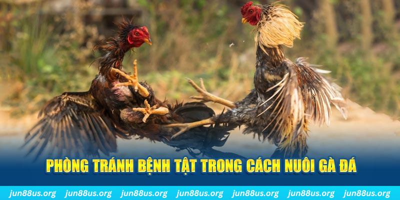 33wib đăng nhập phỏm online
