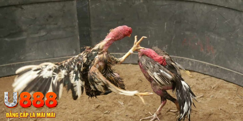 33wib đăng nhập tiến lên miền nam số 1